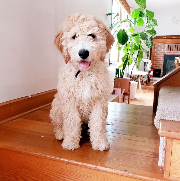 Meet your Posher, Hana - Picture 1 of 1